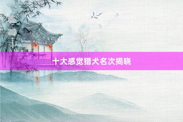 十大感觉猎犬名次揭晓